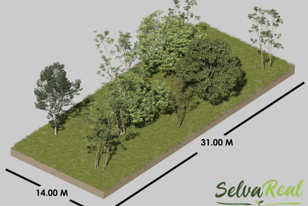 Plano del lote: 14 × 31 m – lote en SelvaReal, Playa del Carmen